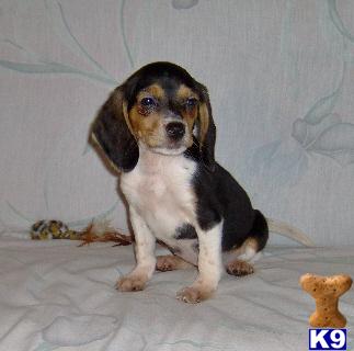 Beagle Puppies for Sale